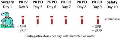 Developmental Pharmacokinetics and Safety of Ibuprofen and Its Enantiomers in the Conventional Pig as Potential Pediatric Animal Model